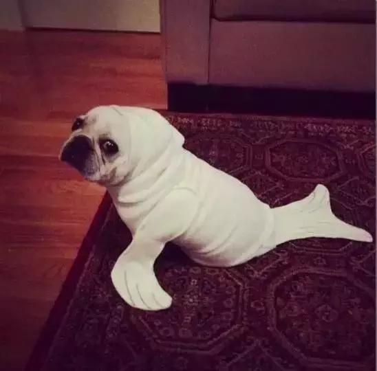 糗事榜：老师今天听写四个字，我错了五个