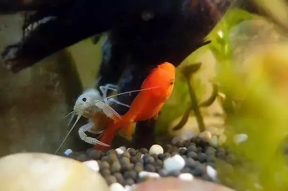 捕获大鱼惊悚片,拍到鲨鱼捕食鱼的真实一幕