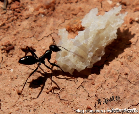 蚂蚁咬了火辣辣的疼,蚂蚁咬一口会怎么样