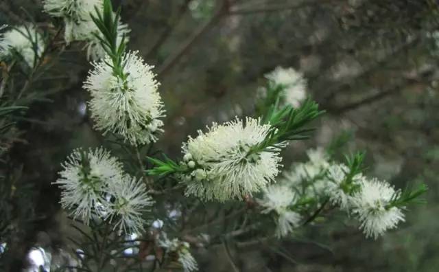 紫皮的番石榴好吃吗,第一次吃到这么好吃的番石榴