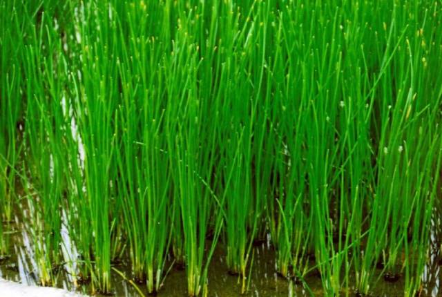 马蹄是种药材吗,马蹄是什么植物果实