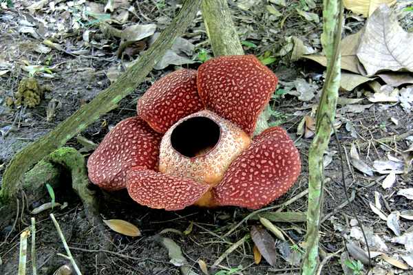 亚庇ow考试流程,亚庇ow多少钱