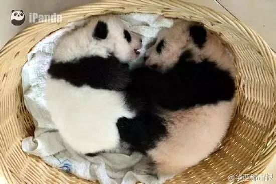 苹果反人类交互,苹果反人类操作