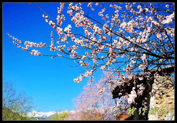滇藏桃花源,滇藏桃花秘境
