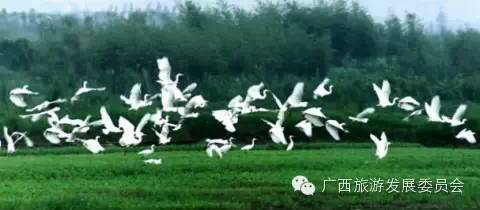 骄傲中国读完后的感悟,广西真的有这么牛吗