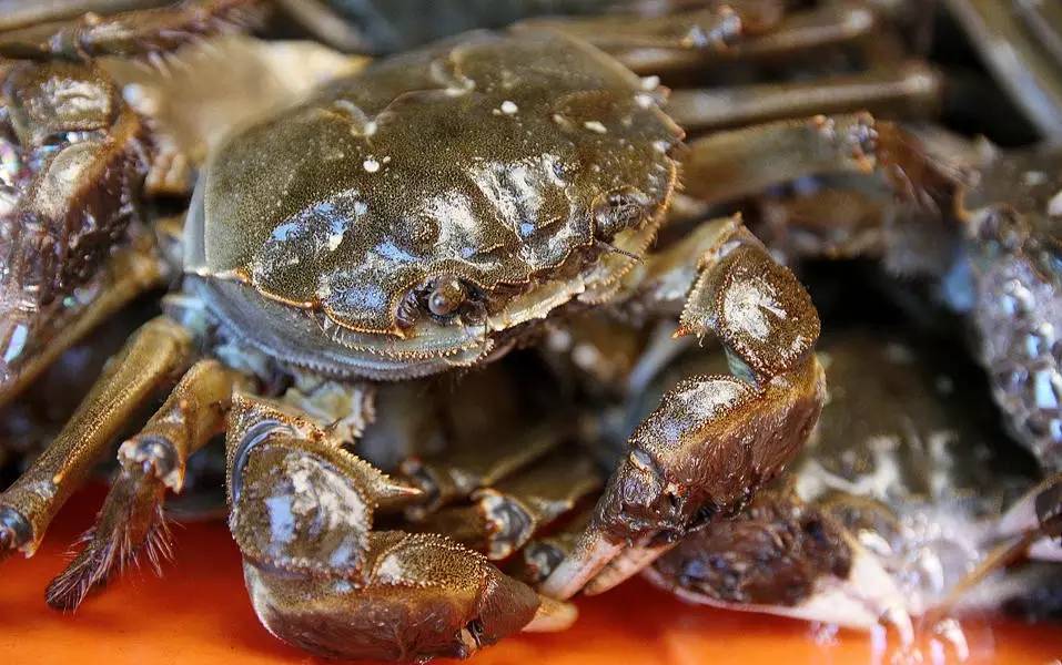 蟹姑娘阳澄湖,正经阳澄湖大闸蟹攻略