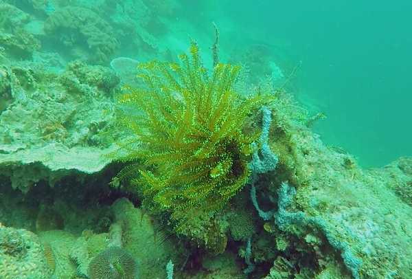 亚庇ow考试流程,亚庇ow多少钱