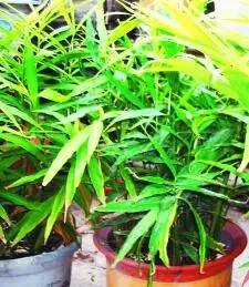 常州一媳妇把用剩的姜块埋在泥土里,一个月后奇迹发生了!