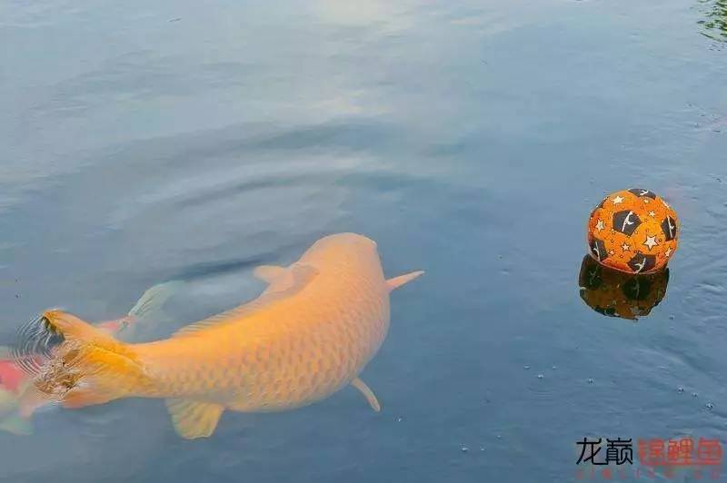 锦鲤好的饲料有哪些,关于锦鲤喂食各种疑问解答
