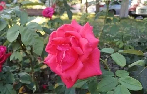 cool1dual手机最新款,cool1dual屏幕