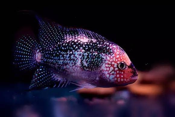 怎么养才能让罗汉鱼变色,养好罗汉鱼的6个技巧