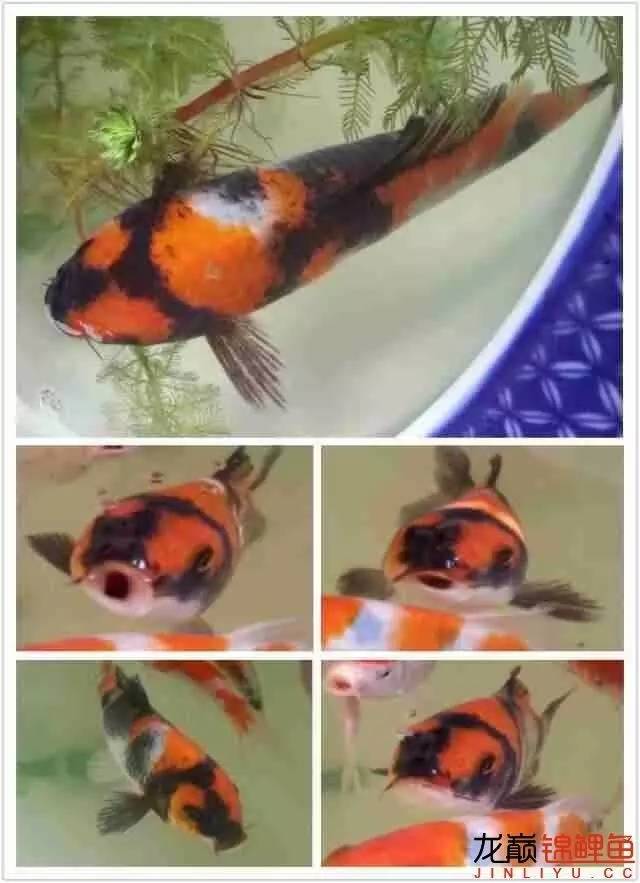 我的锦鲤梦,一直在坚持!