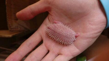 新手养刺猬应该准备什么,养刺猬对人有什么危害