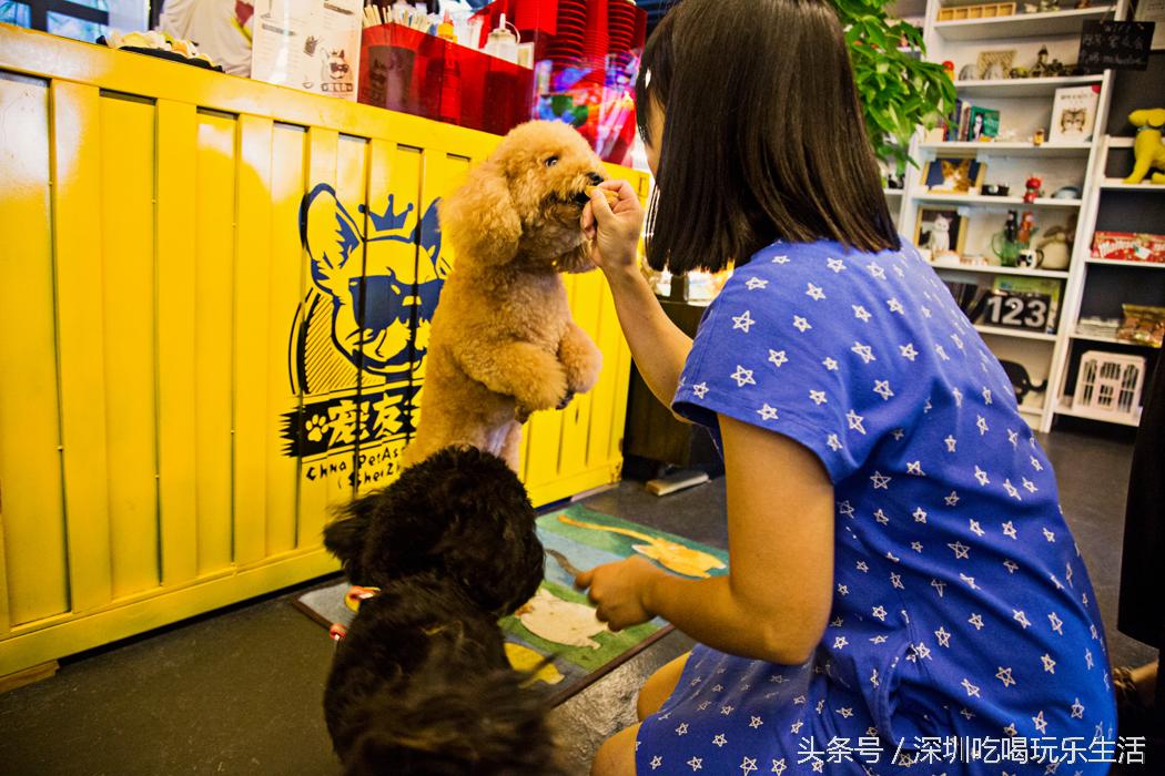 一千平室外宠物乐园,拥有数百只流浪猫的猫咪公园