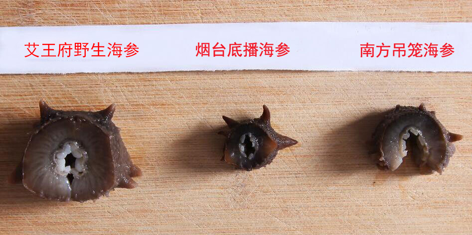 红极参跟海参哪个营养价值高,中国哪里海参好吃
