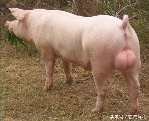 公猪的十大忌讳,公猪有毛病怎么办