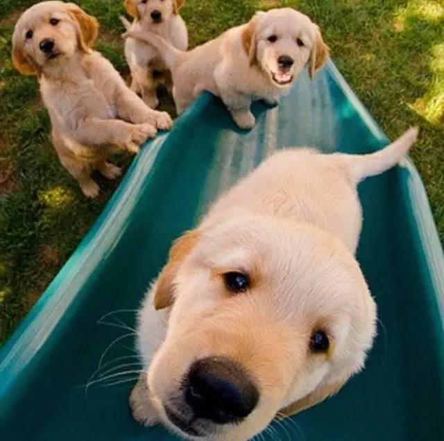 狗狗怀孕全过程养护