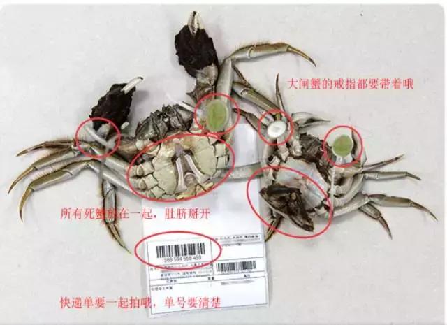 阳澄湖大闸蟹的未解之谜,阳澄湖大闸蟹怎么保证不死