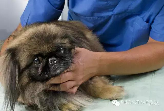 科普猫狂犬病,猫狗怎么患上癫痫