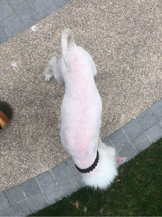 路边捡到一只萨摩耶,捡到萨摩耶有狗癣