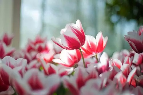 亲爱的在吗我想你了语音,我想你了怎么办高情商回复