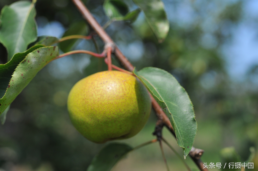寒富苹果节简介,沈阳附近哪有采摘苹果的地方