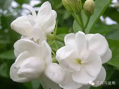 有什么独特小众又漂亮惊艳的花,这些花让人赏心悦目