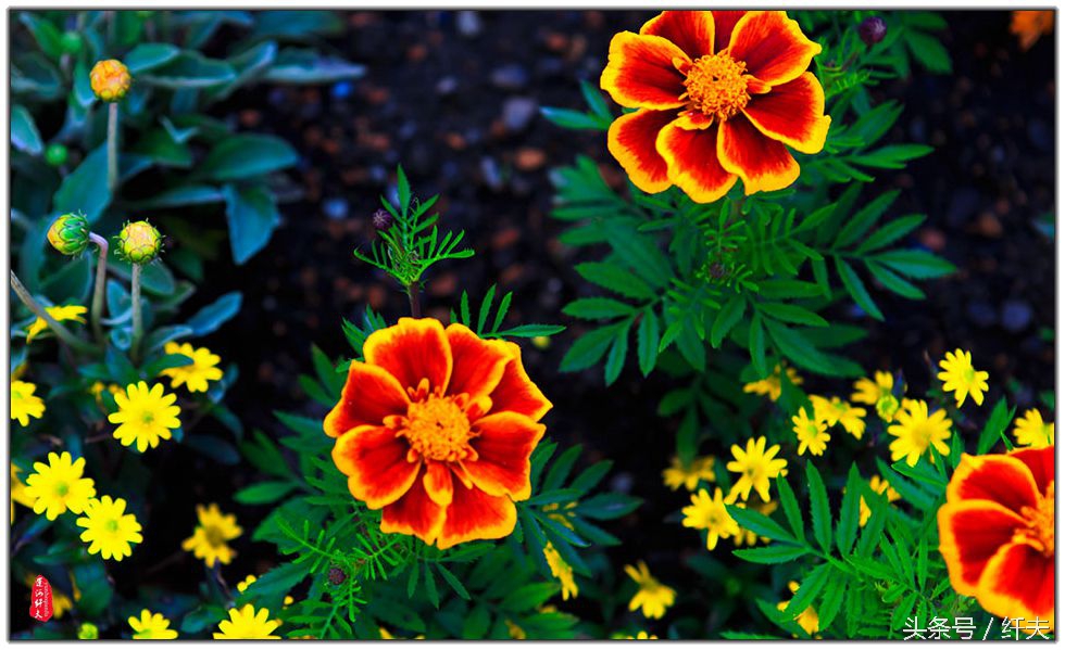 姹紫嫣红入夏来,姹紫嫣红等你来