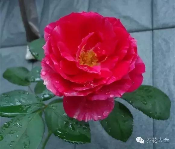 冰淇淋月季快开花的样子 (夏花标准的月季)