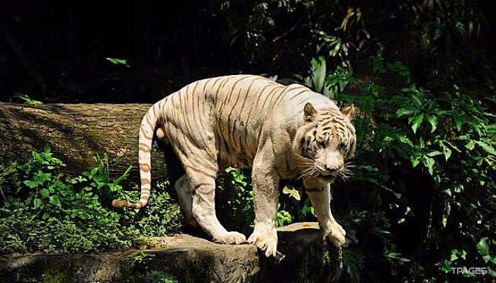 新加坡夜间野生动物园照片,新加坡夜间野生动物园攻略