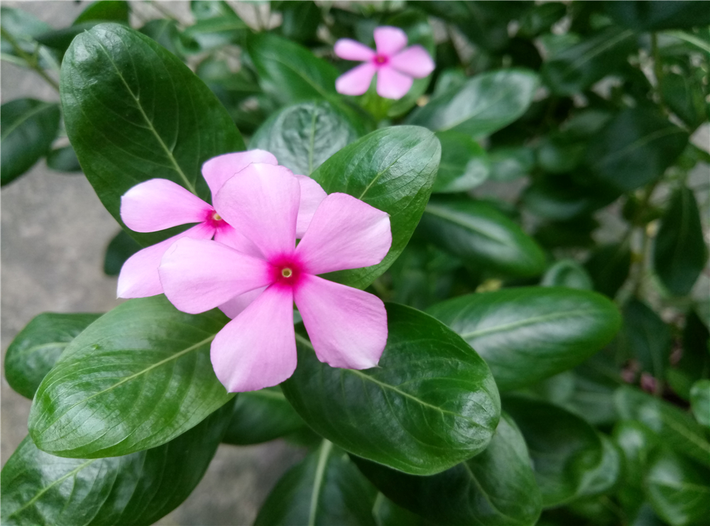 颜值加持,魅蓝e全部参数