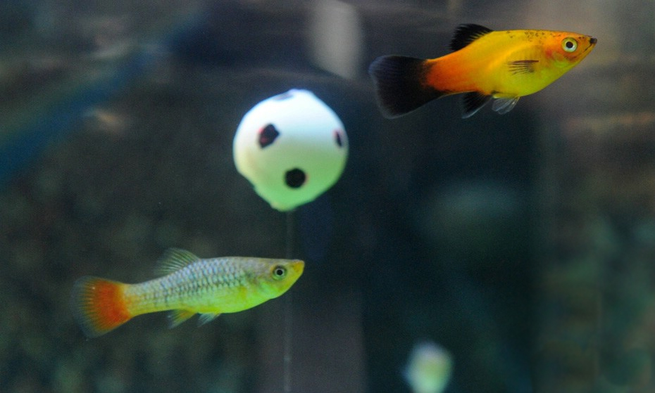 剑尾鱼哪个品种最好养,凤尾热带鱼养殖技术大全