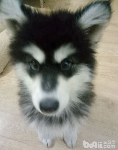 阿拉斯加狗瘟可以自愈吗,阿拉斯加得了狗瘟怎么办