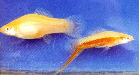 剑尾鱼哪个品种最好养,凤尾热带鱼养殖技术大全