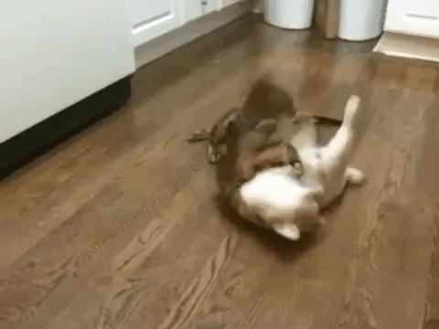 猫咪犯错关禁闭挨饿,猫咪吃了个罐头后很乖