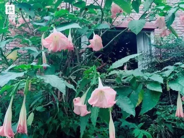 艺术工场·现实版的爱丽丝，董小姐醉心画花画夜画梦境