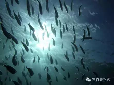 什么鱼含有的dha比较丰富,各种鱼的dha含量排行榜前十