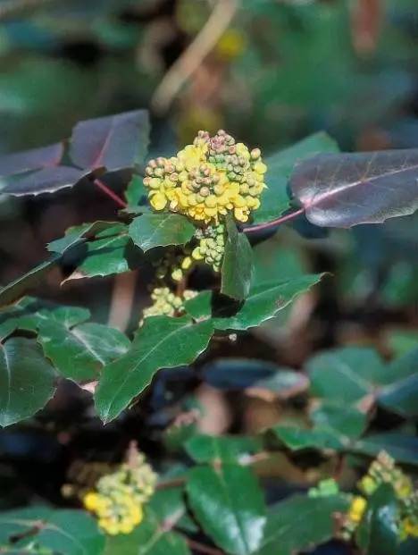 15个高颜值花园庭院设计,冬日无阳光的后花园庭院设计