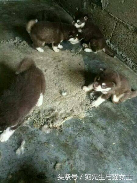 哈士奇不听话只能送去狗肉店,哈士奇送到狗场