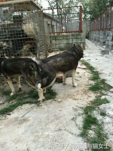 哈士奇不听话只能送去狗肉店,哈士奇送到狗场