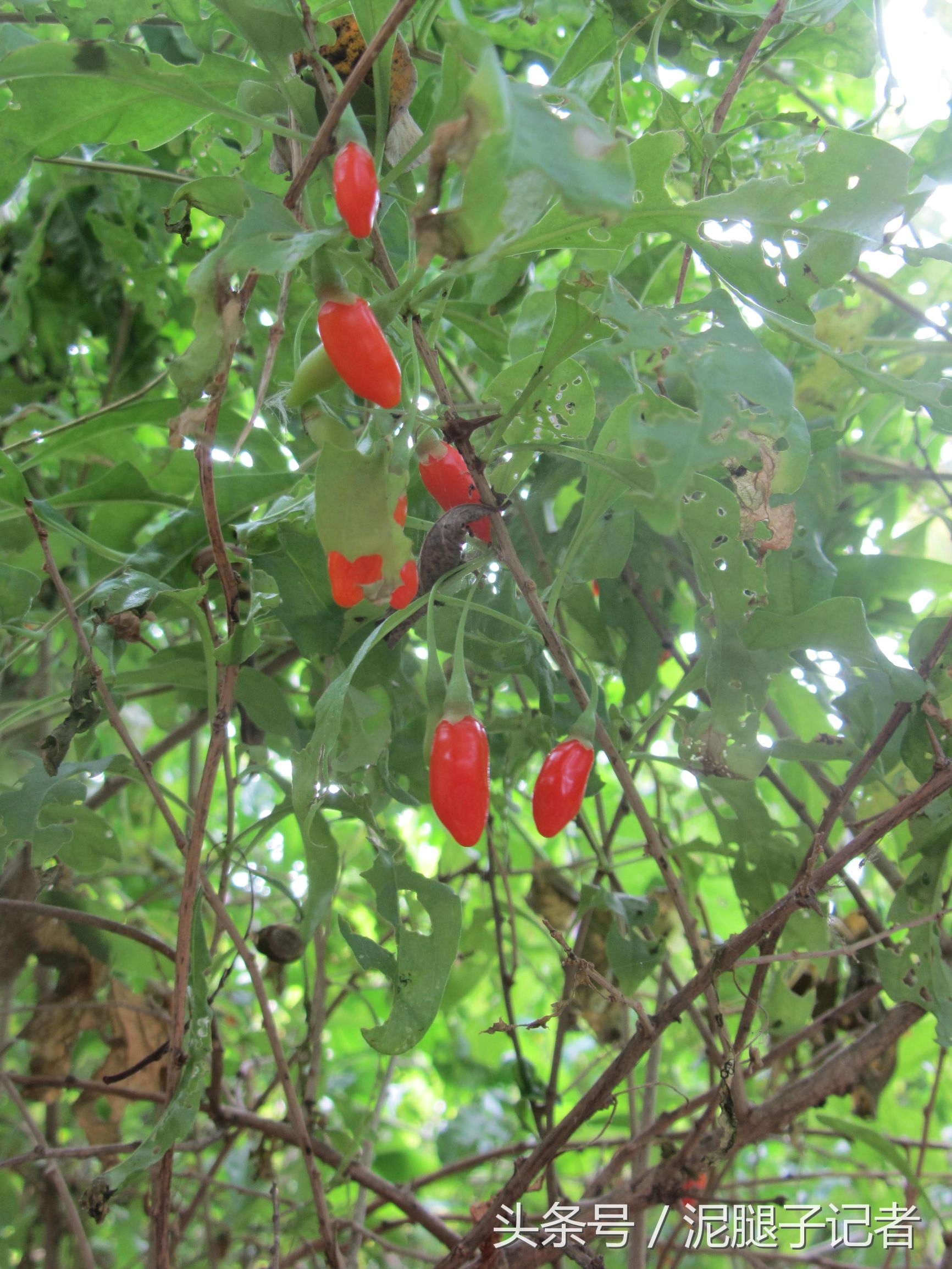 野生红姑娘吃法大全,野生红姑娘的正确吃法