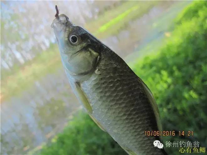 徐州铜山区野钓最新地点,小记野河钓鱼