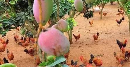 种养结合养鸡场,种养结合养鸡模式是什么