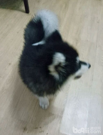 阿拉斯加狗瘟可以自愈吗,阿拉斯加得了狗瘟怎么办