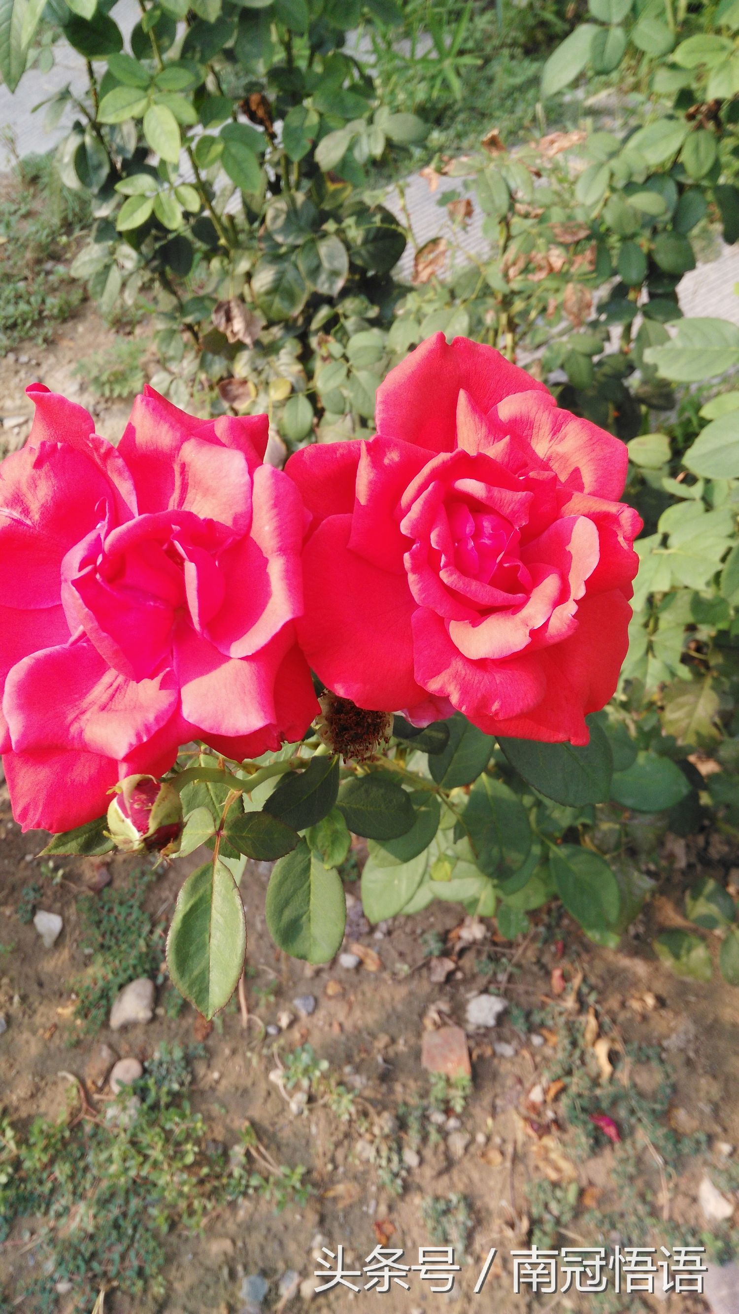 浓浓的姐妹亲情感悟,感悟亲情共度中秋