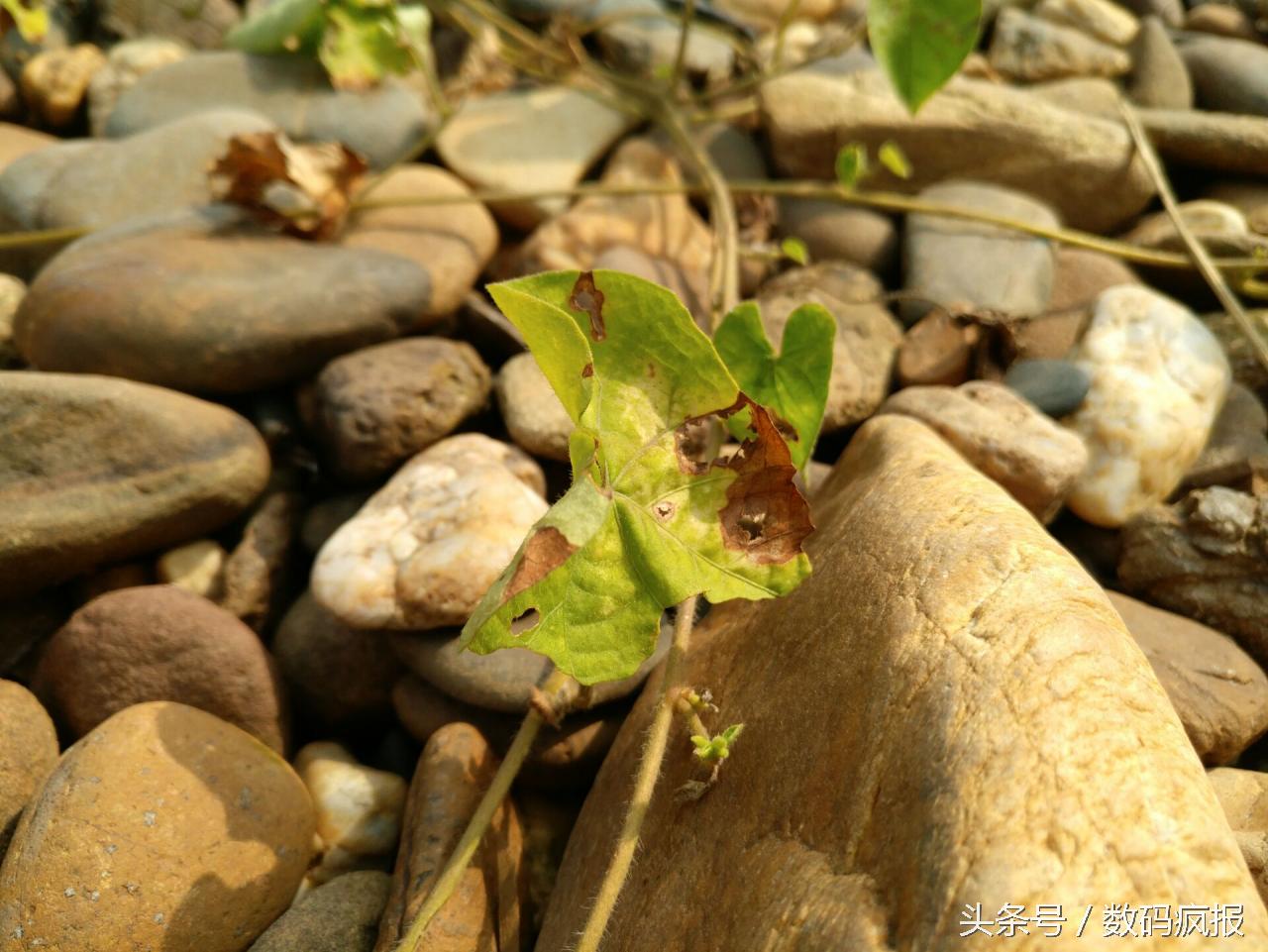 性价比最高的真我手机,乐pro3发布会