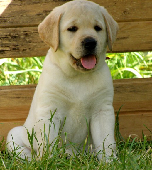 淘宝上拉布拉多20元一只可信吗,在网上买的拉布拉多靠谱吗