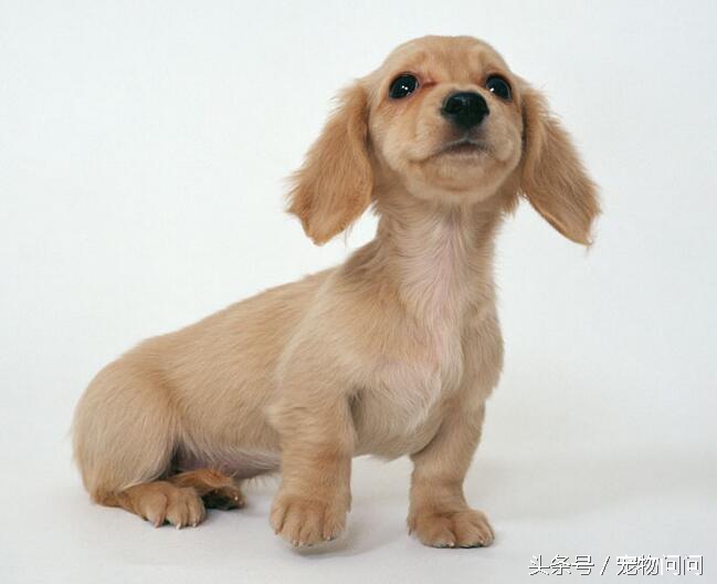 宠物问问，怎样彻底杀灭狗身上的跳蚤？