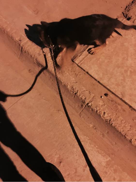 一个月的德牧为什么那么瘦,德牧什么表现是笨狗