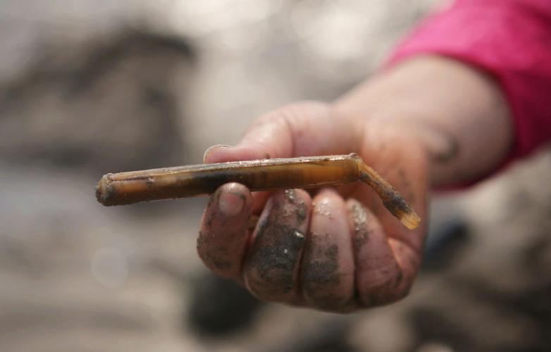 去壳竹节蛏子的正确方法,竹节蛏子的正确吃法图解